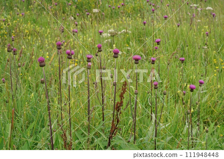 Closeup on an aggregation of colorful purple flowering melancholy thistle flowers, Cirsium heterophyllum Closeup on an aggregation of colorful purple flowering melancholy thistle flowers, Cirsium heterophyllum 111948448
