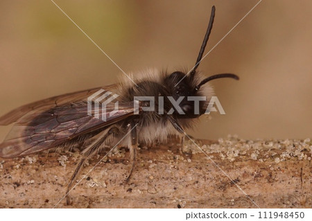 Closeup on a male of the endangered nycthemeral mining bee, Andrena nycthemera on a twig Closeup on a male of the endangered nycthemeral mining bee, Andrena nycthemera on a twig 111948450