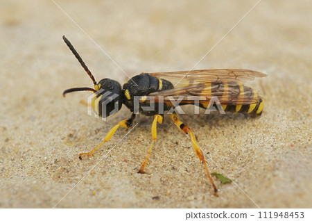 Closeup on a Sand Tailed Digger Wasp , Cerceris arenaria sitting on a stone Closeup on a Sand Tailed Digger Wasp , Cerceris arenaria sitting on a stone 111948453