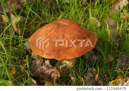 Closeup on the orange brown colored red-capped scaber stalk. mushroom, Leccinum aurantiacum 111948470