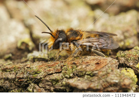 Closeup on a male Megachile centuncularis on a piece of wood in the garden 111948472