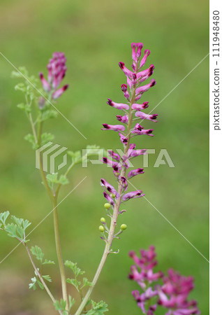 Vertical closeup on a light purple flowering common drug fumitory or earth smoke wildflower, Fumaria officinalis 111948480