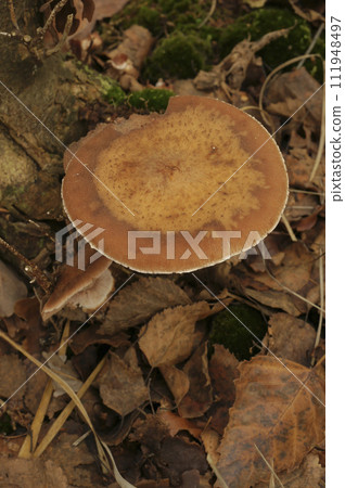 Vertical closeup on a brown edible honey fungus, Armillaria mellea in the forest 111948497