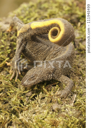 Vertical closeup on a female terrestrial Italian crested newt, Triturus carnifex in anti-predator defensive posure Vertical closeup on a female terrestrial Italian crested newt, Triturus carnifex in anti-predator defensive posure 111948499