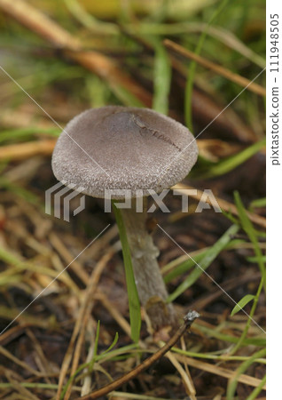 Closeup on a frosty webcap mushroom, Cortinarius hemitrichus on the forest floor 111948505