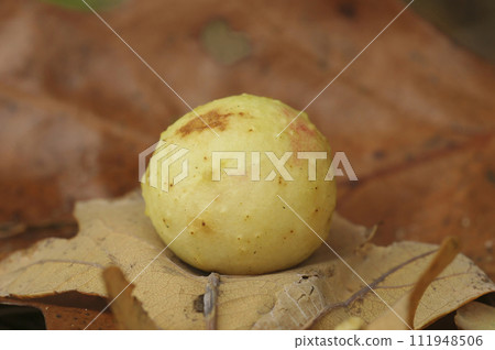 Closeup on a Cherry Gall wasp nest, Cynips quercusfolii on a fallen oak leaf. 111948506
