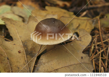 Closeup on a fresh emerged Butter Cap but or Greasy Toughshank mushroom , Collybia butyracea, on the forest floor 111948510
