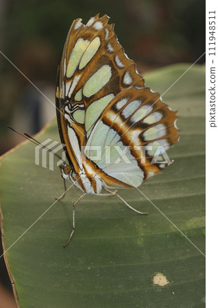 Vertical closeup on a colorful tropical Green Malachite nymphalid butterfly, Siproeta stelenes 111948511