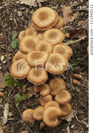 Vertical closeup on a brown cluser of edible honey fungus, Armillaria mellea in the forest 111948513