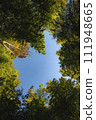 Shuzenji, view from below, looking up at the bamboo forest path 111948665