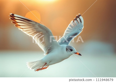 A seagull in flight: the splendor of its rising wings 111948679