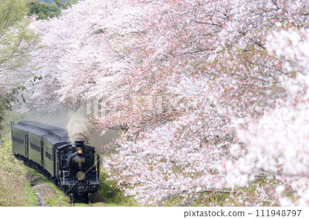 Cherry blossom trees and SL Hitoyoshi 111948797
