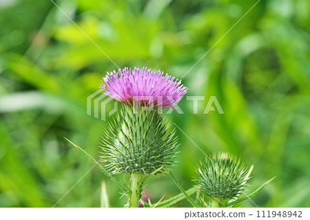 紅薊花（夏季，六月） 111948942