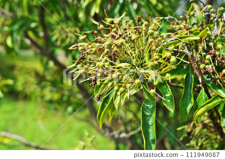 Kalmia 開花後結出綠色果實(夏季,六月) Kalmia 開花後結出綠色果實(夏季,六月) 111949087
