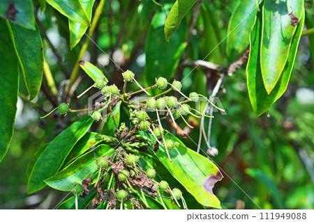 Kalmia green fruits after flowering (summer, June) 111949088