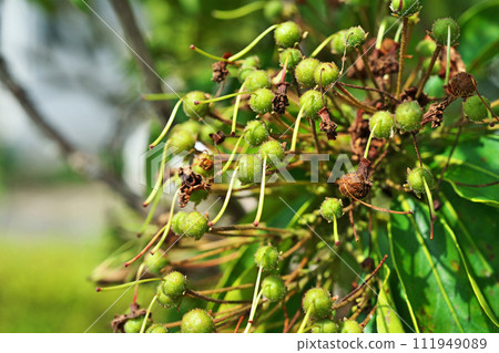 Kalmia green fruits after flowering (summer, June) 111949089