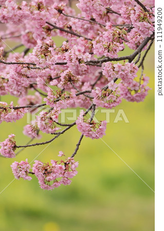Kawazu cherry blossoms of Nishikosegawa River 111949200