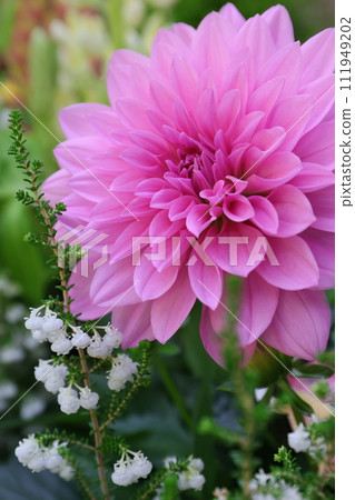 Pink Dahlia 111949202