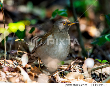 White-bellied grass walking on the ground 111949408