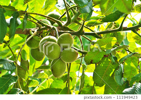 長滿絨毛的綠核桃（夏季，六月） 111949423