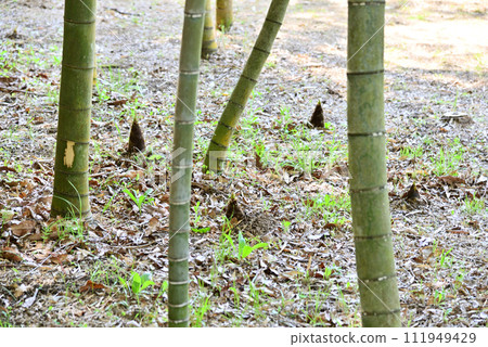 Bamboo shoots in bamboo grove 111949429