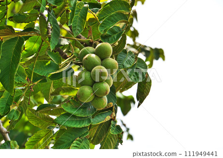 Green walnuts covered with downy hair (summer, June) 111949441