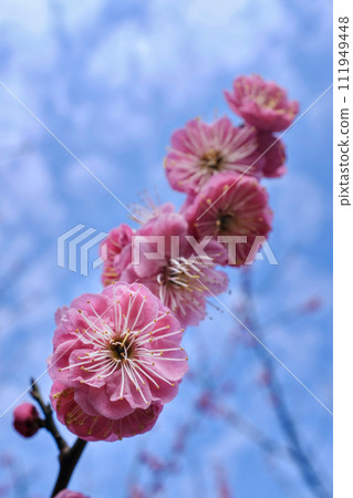 plum	 111949448