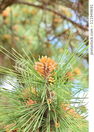 Pine flowers Pine flowers 111949691