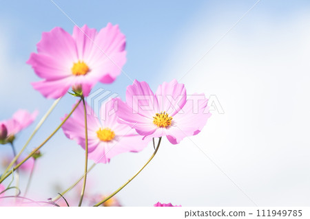 Cosmos and sky 111949785