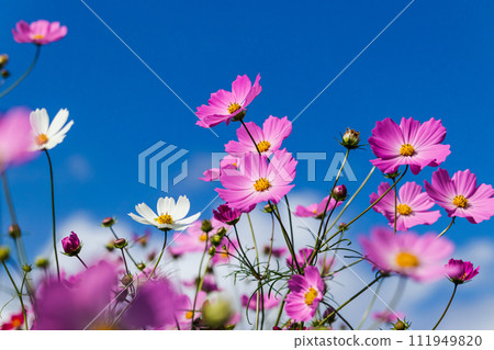 Cosmos and sky Cosmos and sky 111949820