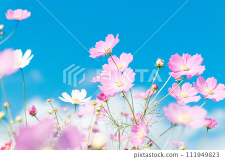 Cosmos and sky Cosmos and sky 111949823