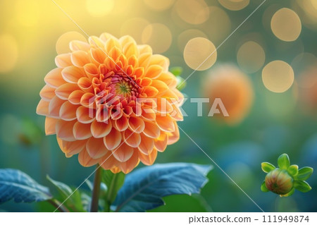 Solar dahlia: the magic of bright rays on a delicate flower dress 111949874