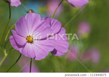 Cosmos Cosmos 111949875