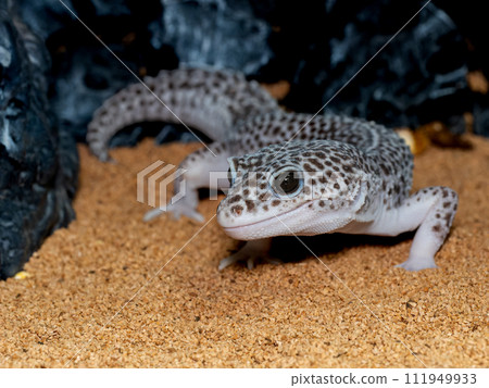 豹紋守宮的特寫 111949933