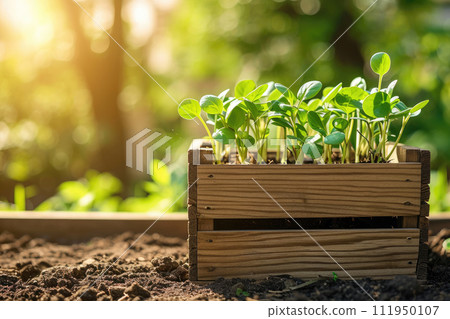 Wooden Crate with Sprouts, Generative AI 111950107