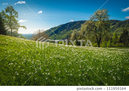 Flowery meadow with blooming white daffodils, in Slovenia 111950164