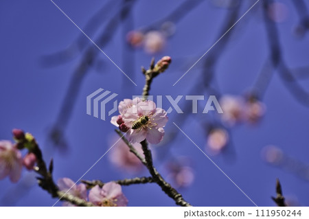Kitago Station R6 year cold cherry blossoms 111950244