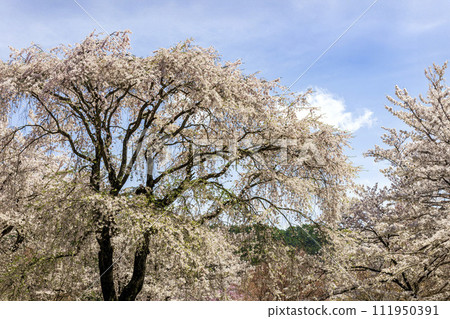 Cherry blossoms in full bloom shining in the blue sky 111950391