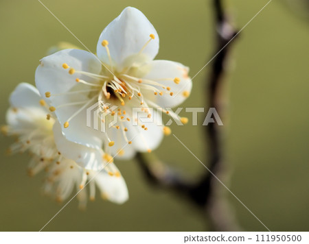 White plum blossoms that bloom in February ``Tsukikage'' White plum blossoms that bloom in February ``Tsukikage'' 111950500