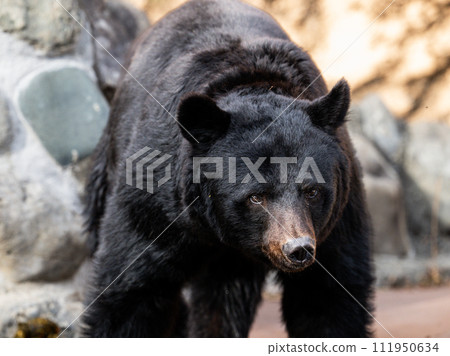Tama Zoological Park Asiatic black bear Tama Zoological Park Asiatic black bear 111950634