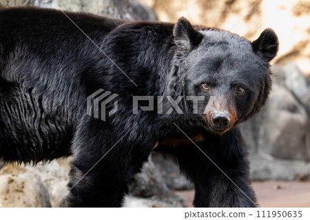 Tama Zoological Park Asiatic black bear 111950635