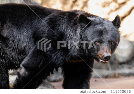 Tama Zoological Park Asiatic black bear 111950636