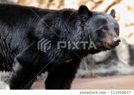 Tama Zoological Park Asiatic black bear Tama Zoological Park Asiatic black bear 111950637