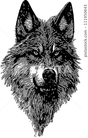 Wolf head emblem. Vector illustration. Engraved style, Isolated illustration for banner, background, card, book, tatto, t-shirt, poster. Wolf head emblem. Vector illustration. Engraved style, Isolated illustration for banner, background, card, book, tatto, t-shirt, poster. 111950643