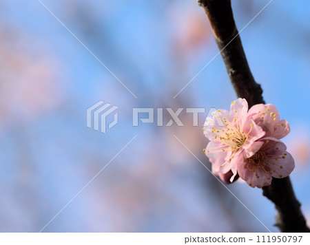 梅花盛開的二月“紅色冬至（Koutouji）” 111950797