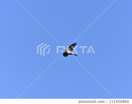 Lark 111950968