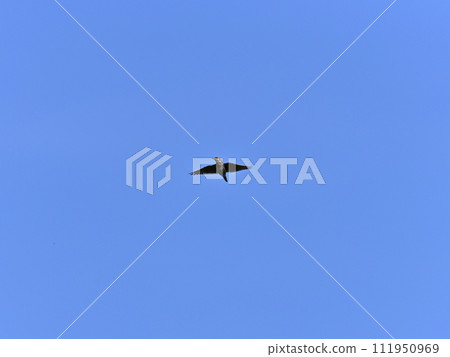 Lark Lark 111950969