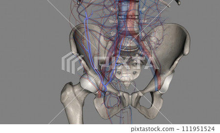 The superficial epigastric vein runs upward and medially and drains the skin up to the umbilicus The superficial epigastric vein runs upward and medially and drains the skin up to the umbilicus 111951524