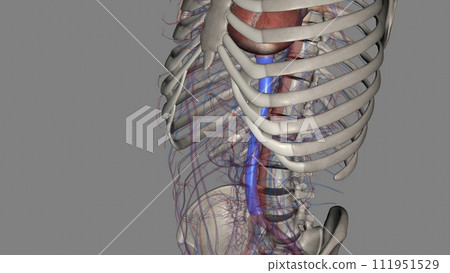 The inferior vena cava is a large vein that carries the deoxygenated blood from the lower The inferior vena cava is a large vein that carries the deoxygenated blood from the lower 111951529