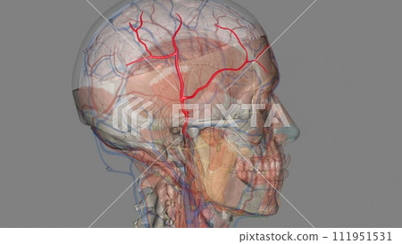 The superficial temporal artery is a terminal branch of the external carotid artery The superficial temporal artery is a terminal branch of the external carotid artery 111951531